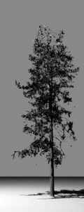 3D image of a spruce