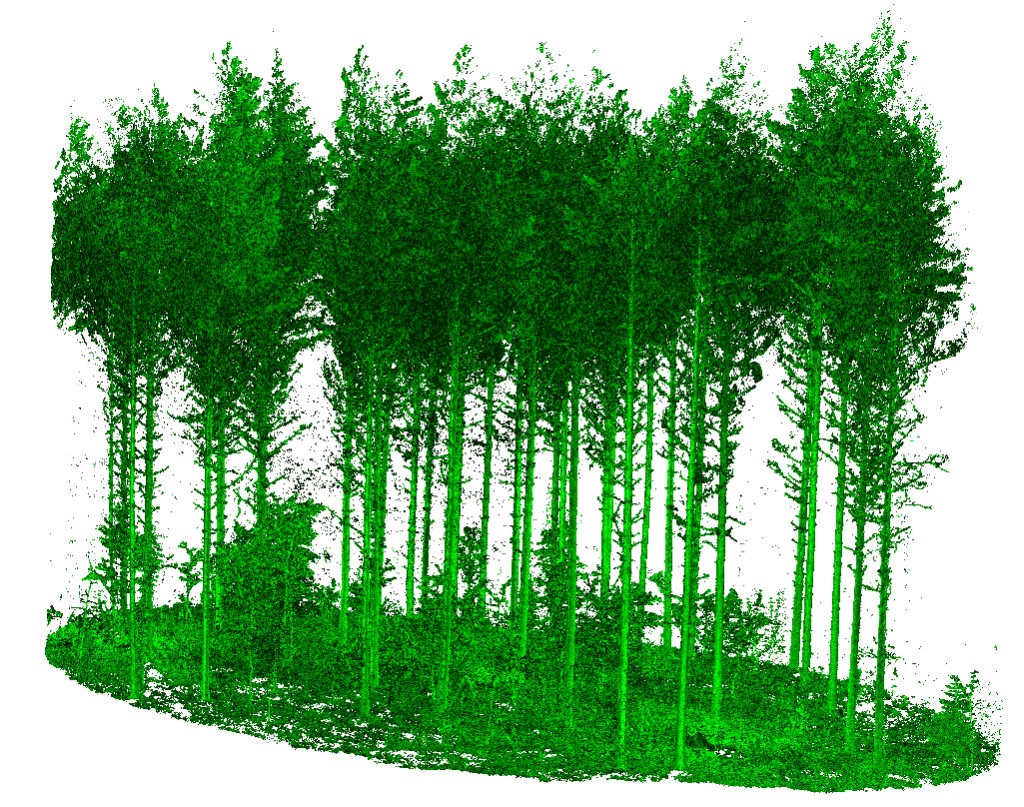 Terrestrial laser scanning forest image of a forest